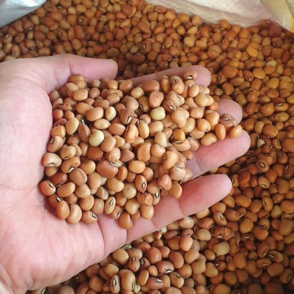 Kacang Tolo asli 1kg / Kacang tolo 1kg / Kacang tolo 1kg original