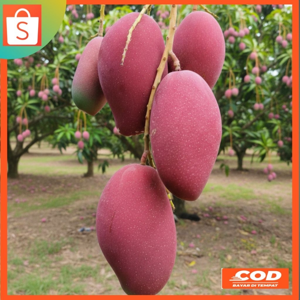 Bibit mangga irwin sudah Okulasi valid cepat berbuah