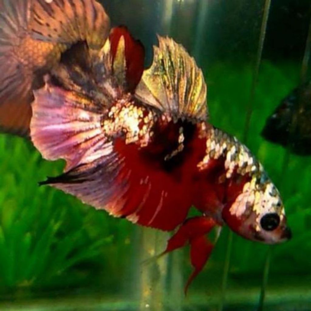 Ikan Cupang Plakat Red Koi Cooper Size L