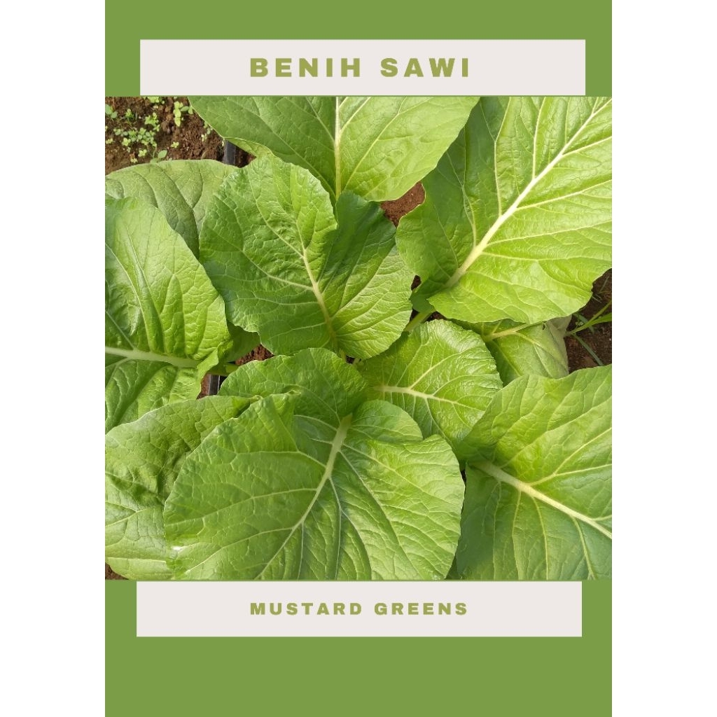 Benih Sawi Hijau