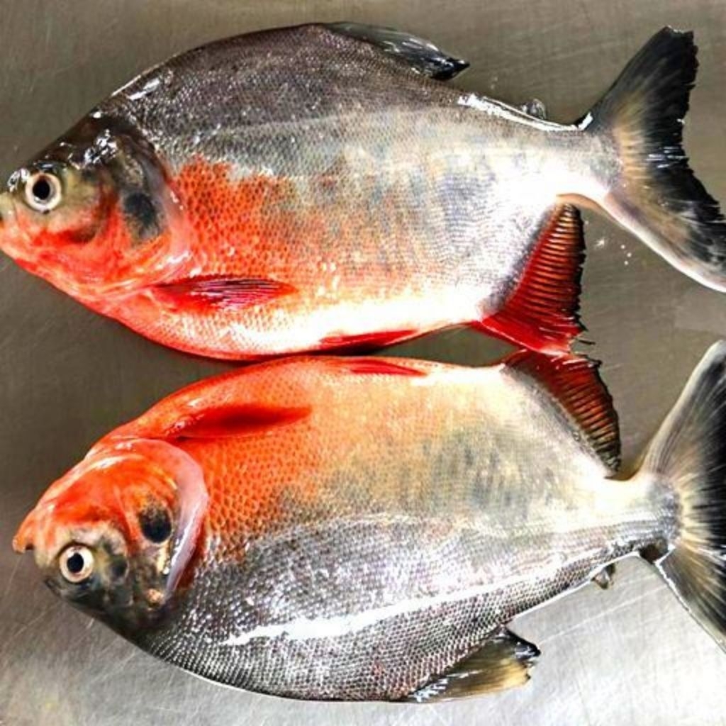 Ikan Segar Bawal Hitam Frozen