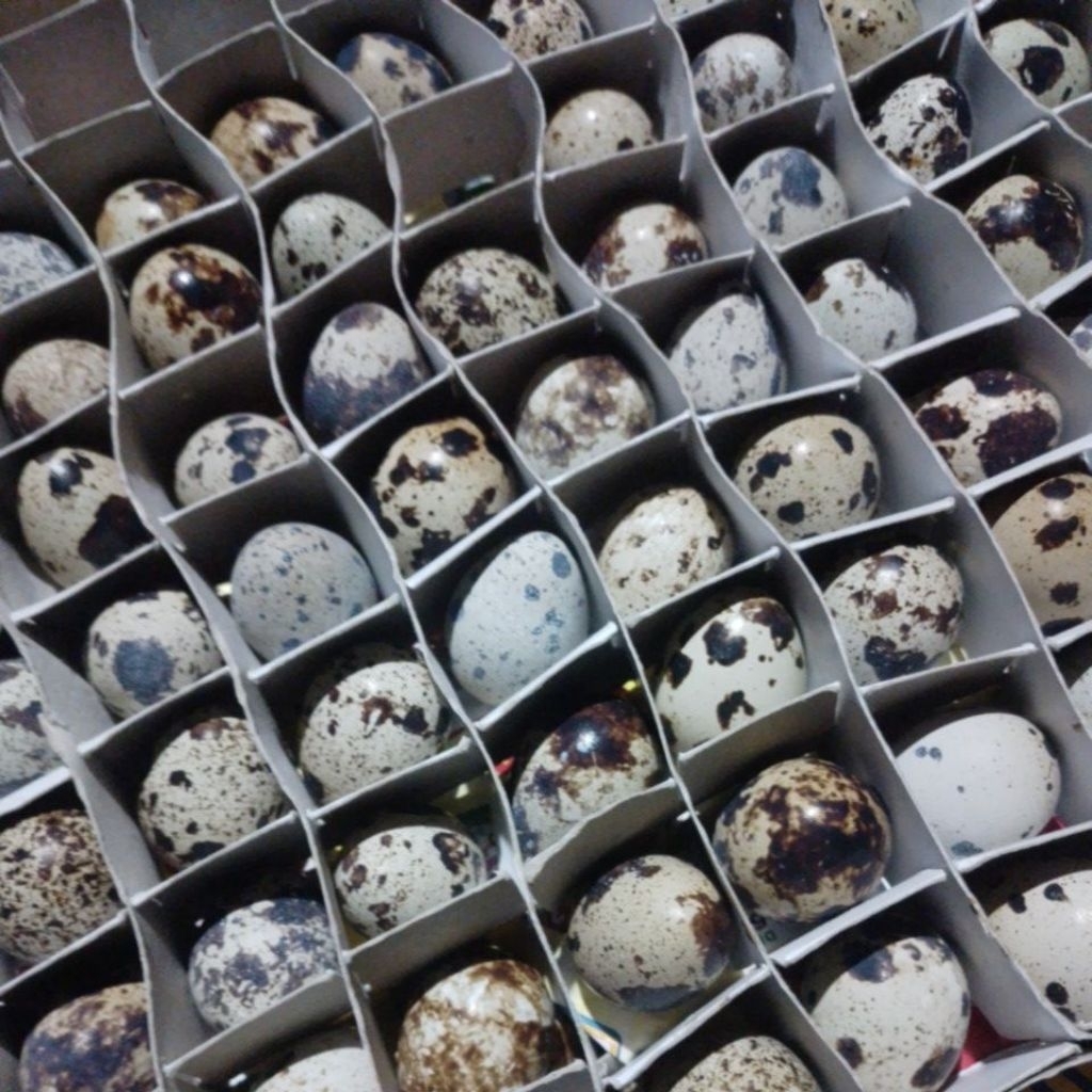 PROMO telur PUYUH mateng 30 butir KHUSUS INSTANT