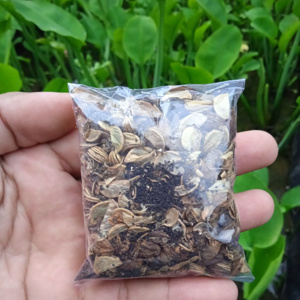 COD -+14 Gram Biji Genjer - Benih Genjer - Bibit Genjer