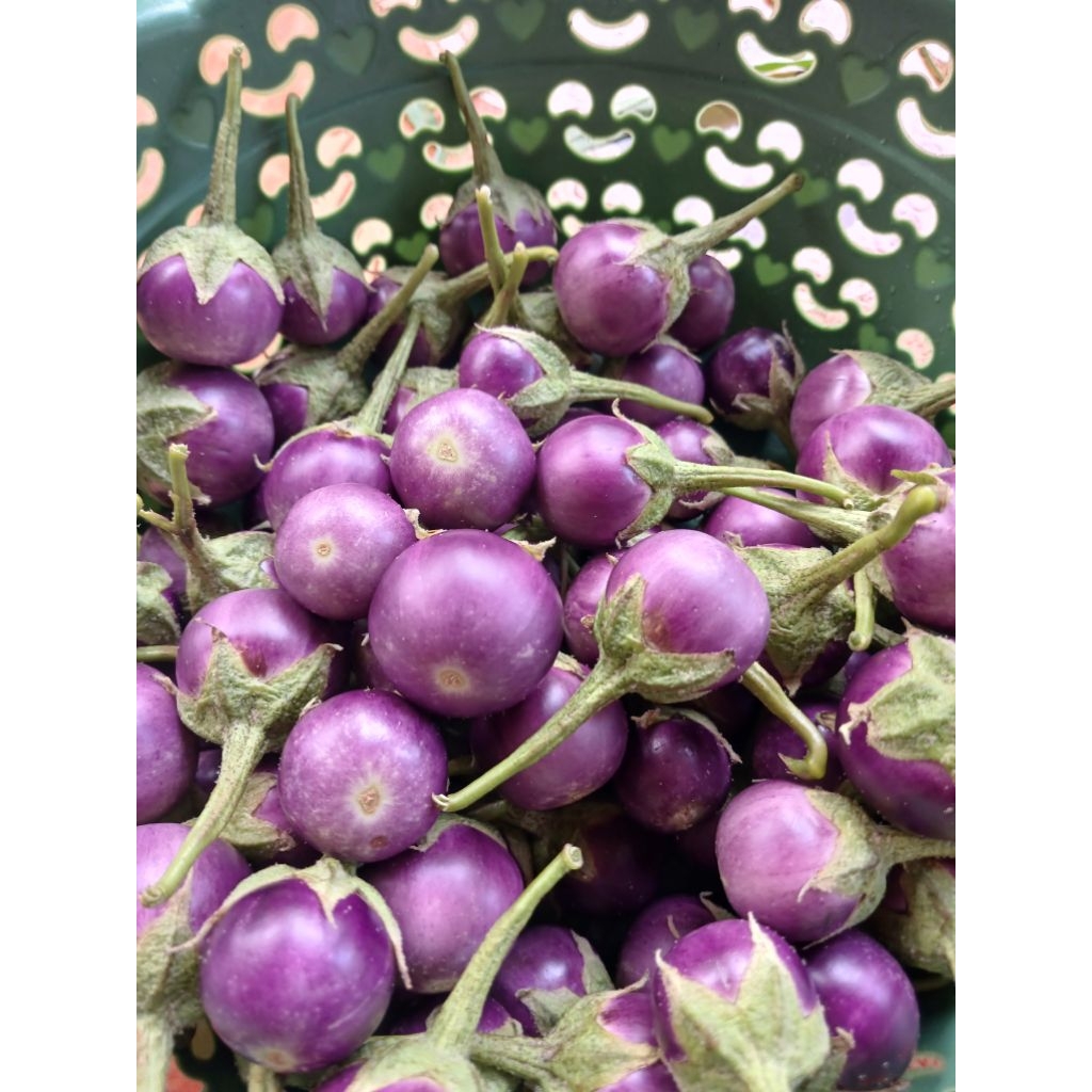 Terong Ungu Kecil Bulat (Gelatik) Segar/Petik Langsung 250gr/500gr/1kg.Lalapan
