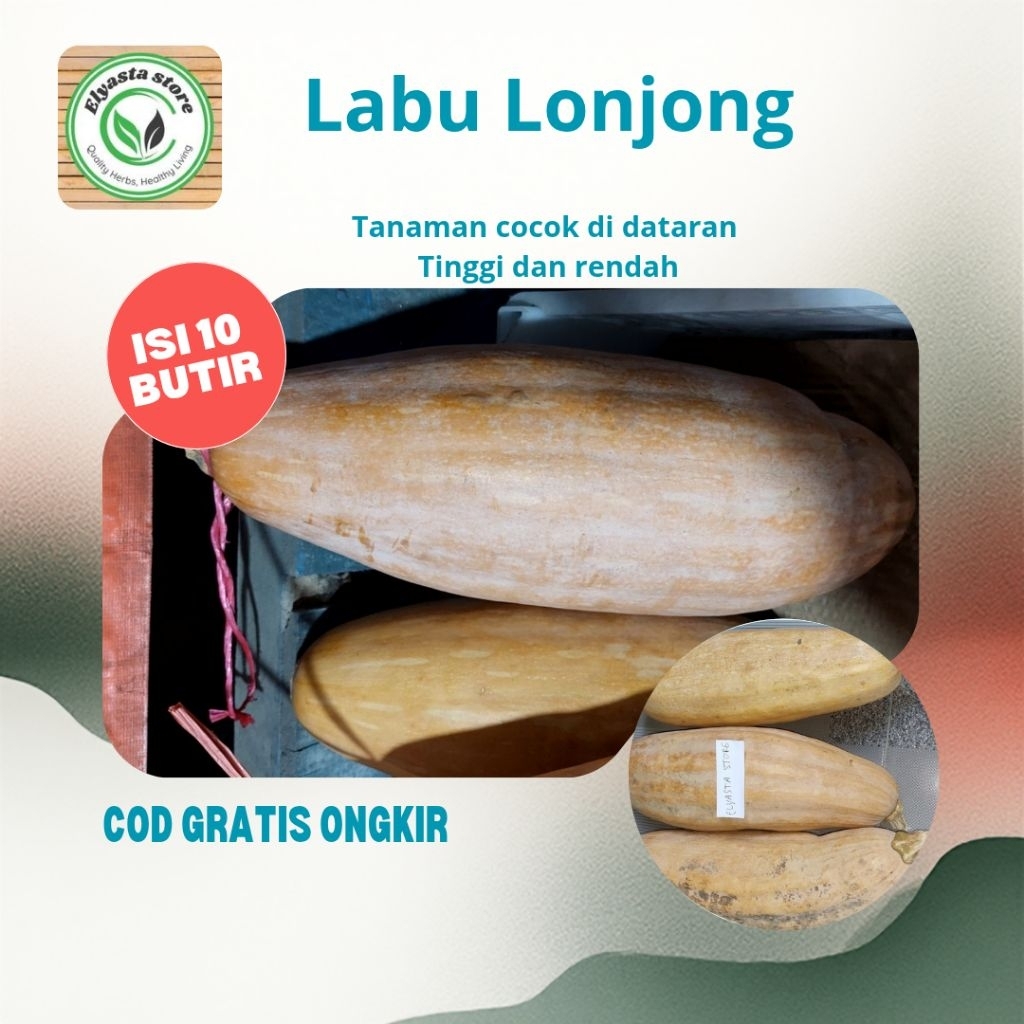 Biji Benih tanaman  Labu Kuning Lonjong isi 10 butir