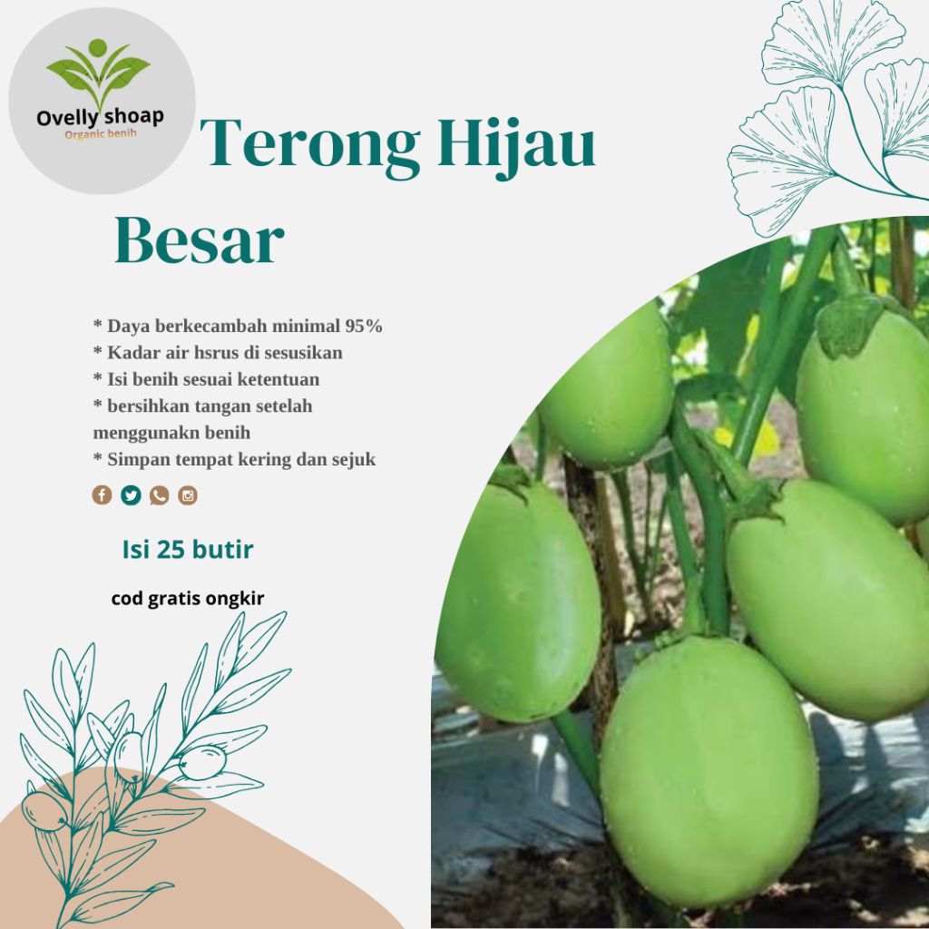 Biji Benih Terong Hijau besar (25butir) unggul Berkualitas varian terong sayur