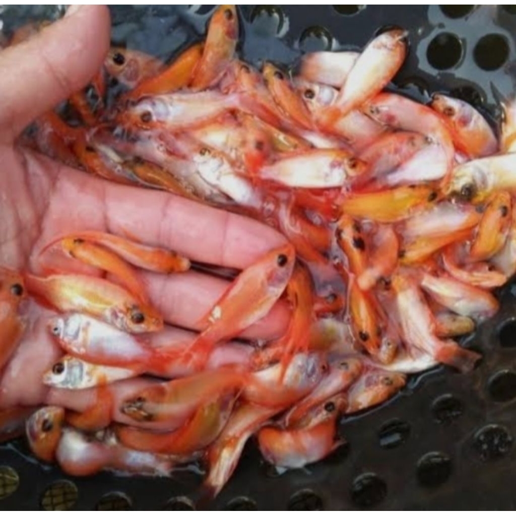 Bibit Ikan nila merah ukuran 46 100 ekor