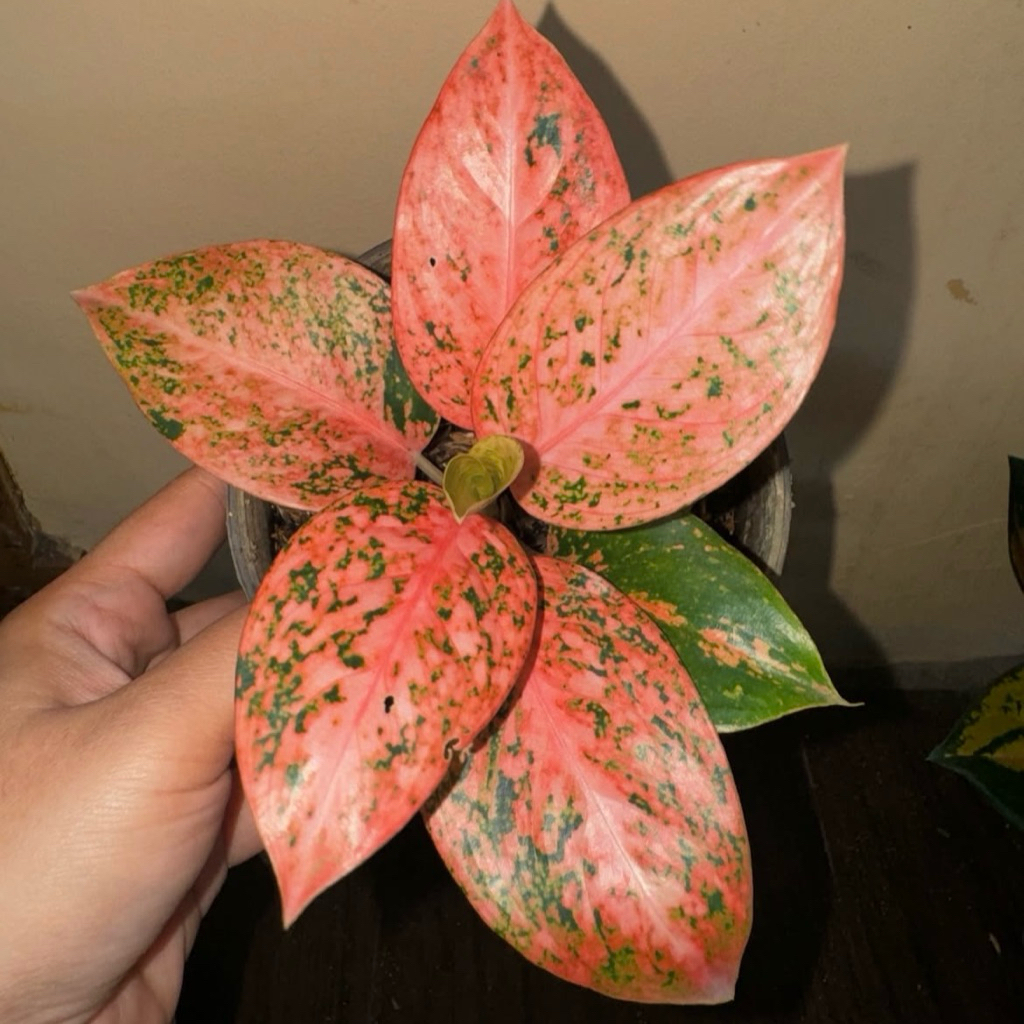 Tanaman hias aglonema stardust orange - aglonema stardust orange