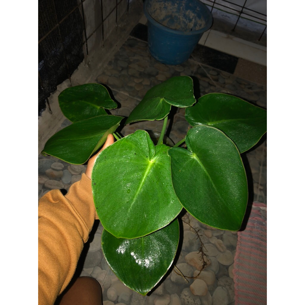 Tanaman Hias Philodendron PigSkin /Philodendron Rugosum / Philodendron Kulit Babi