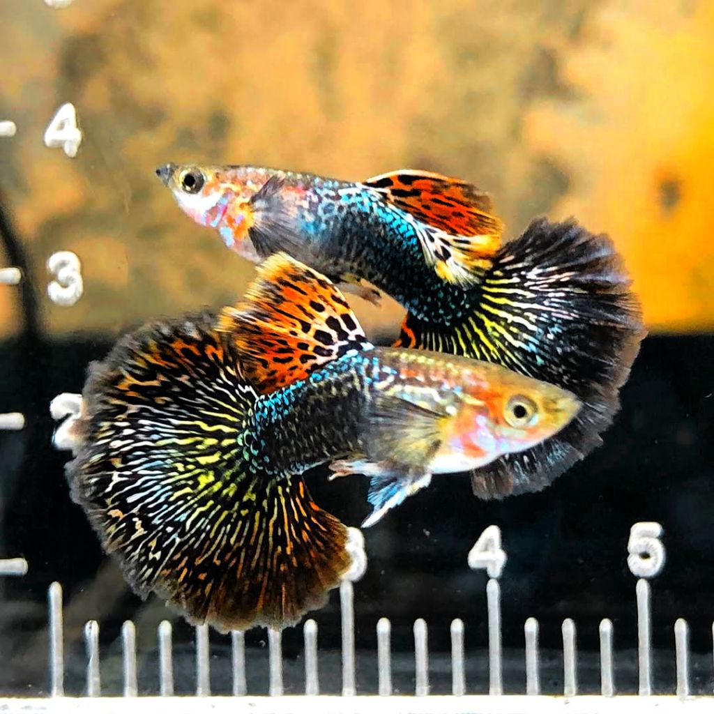 paket 12 ekor Guppy cantik berkwalitas cendolan red dragon baik perhiasan aquarium