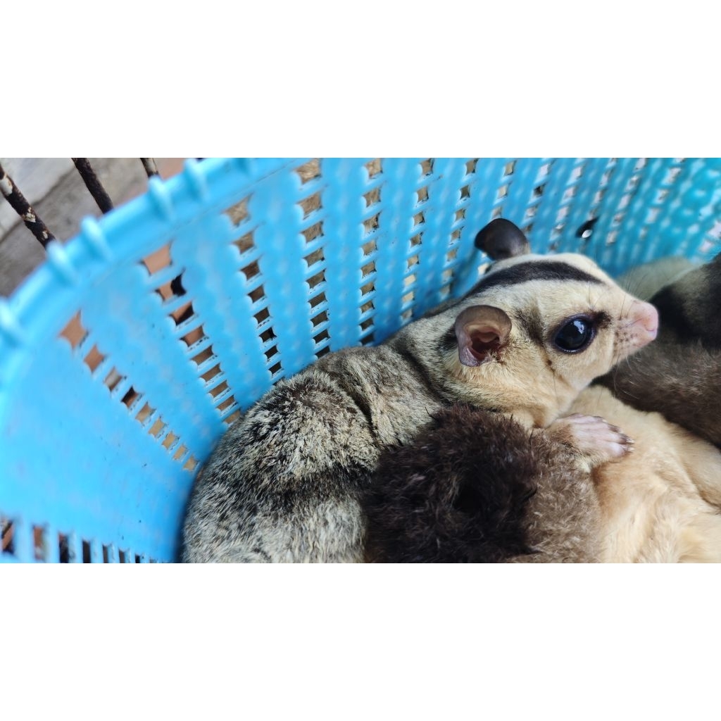 SUGAR GLIDER WF HET LEU