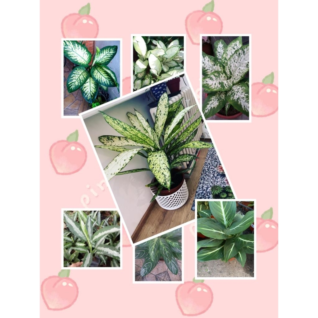 Tanaman hias Difen blanceng aglonema indoor atau outdor