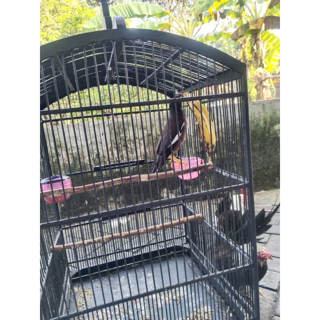 Jalak nias mantap gacor big body