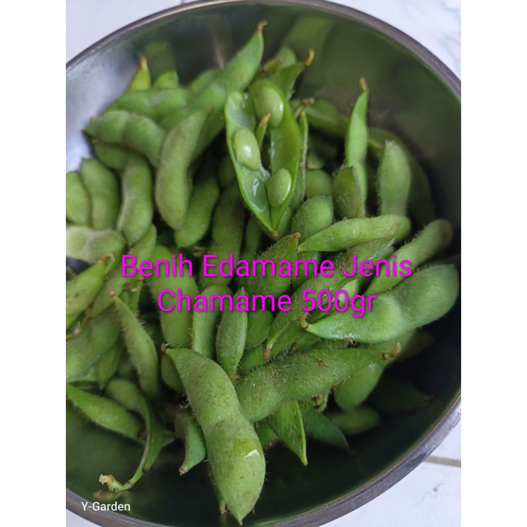 Benih, Bibit Chamame (edamame aroma pandan) 500gram atau sekitar 1.250butir