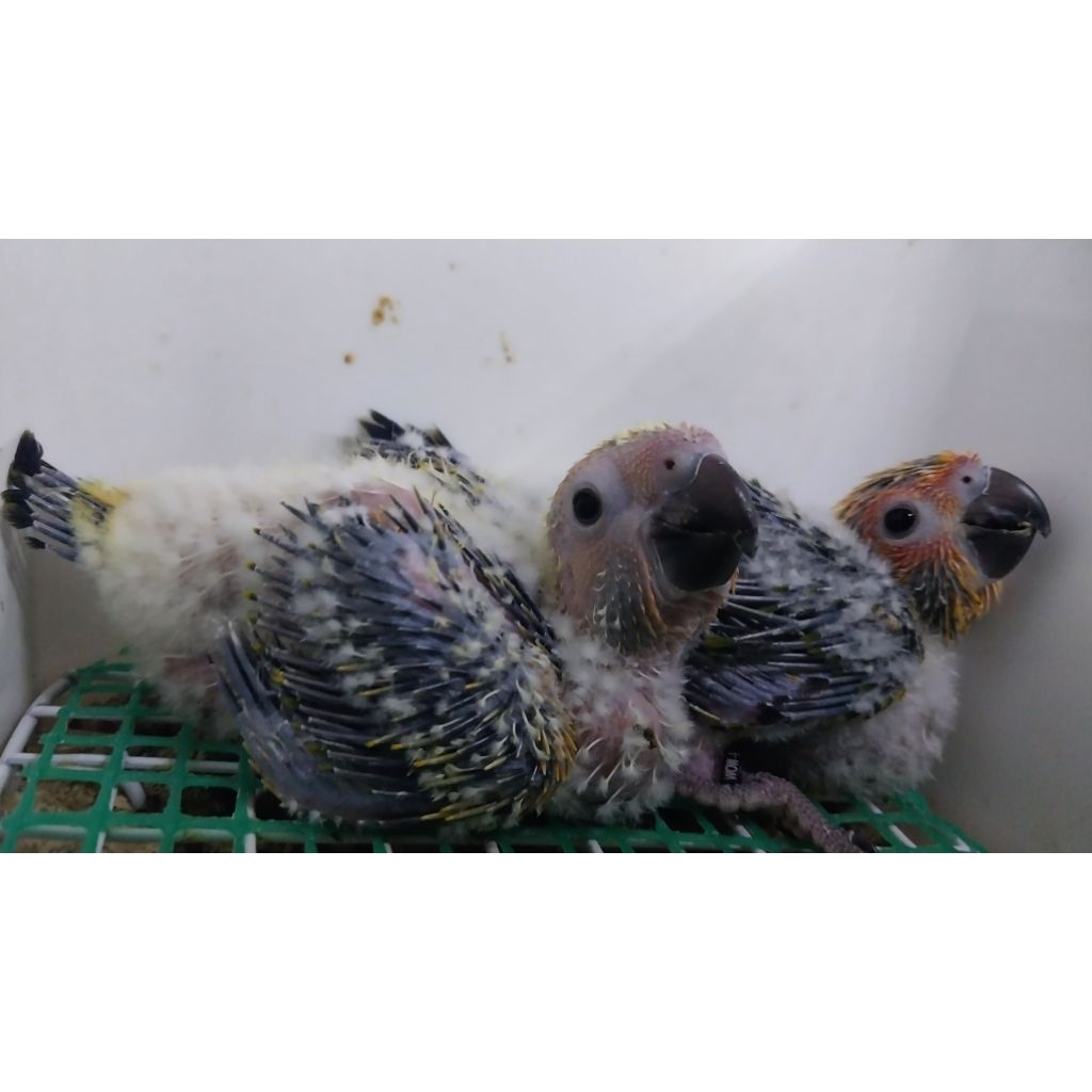 Baby sun conure sun conure baby