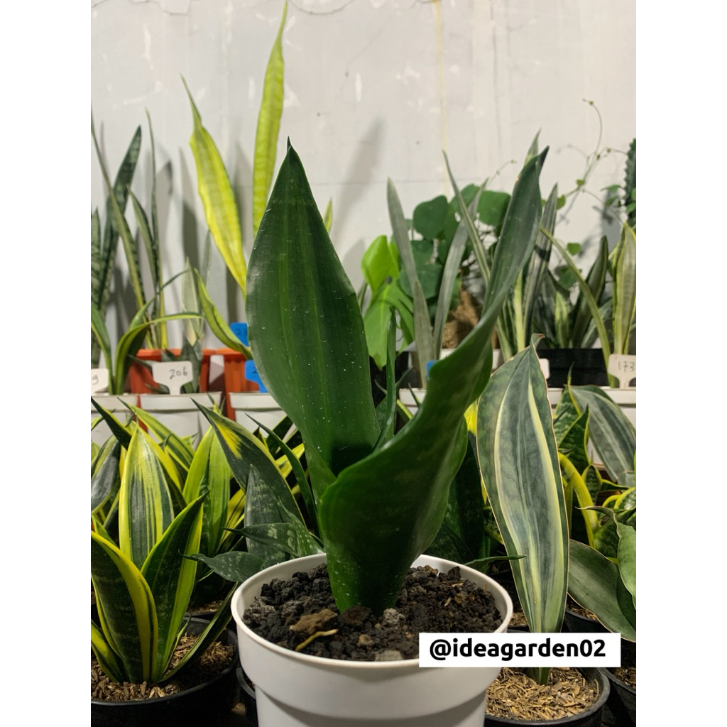 Sansevieria Trifasciata Black Dragon Ukuran Pot 12cm