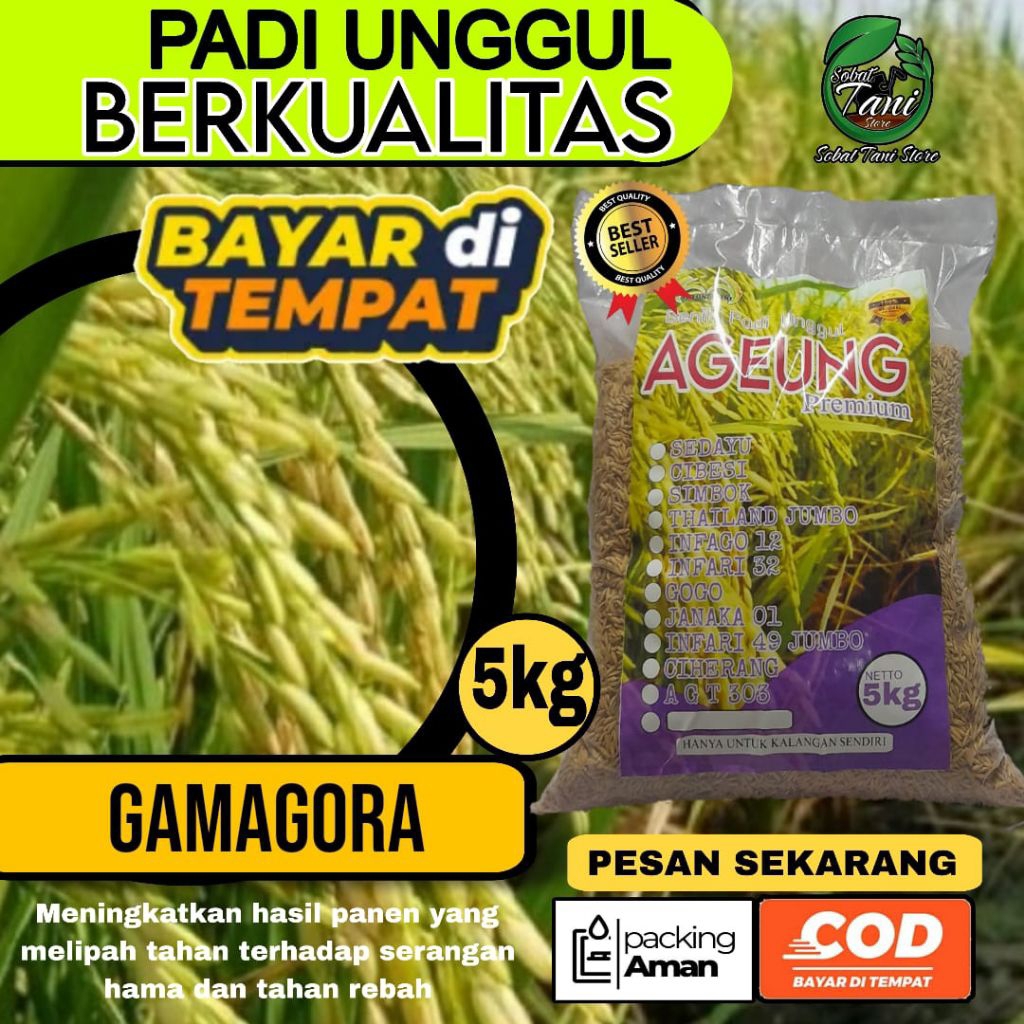 BENIH PADI UNGGUL GAMAGORA KEMASAN 1KG DAN 5KG KUALITAS TERBAIK TAHAN REBAH DAN HAMA