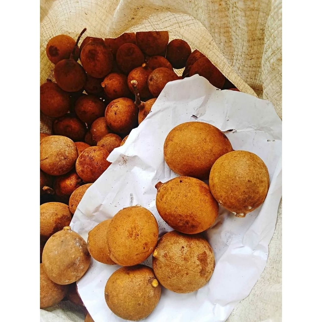 buah kepel / buah kepal / buah langka