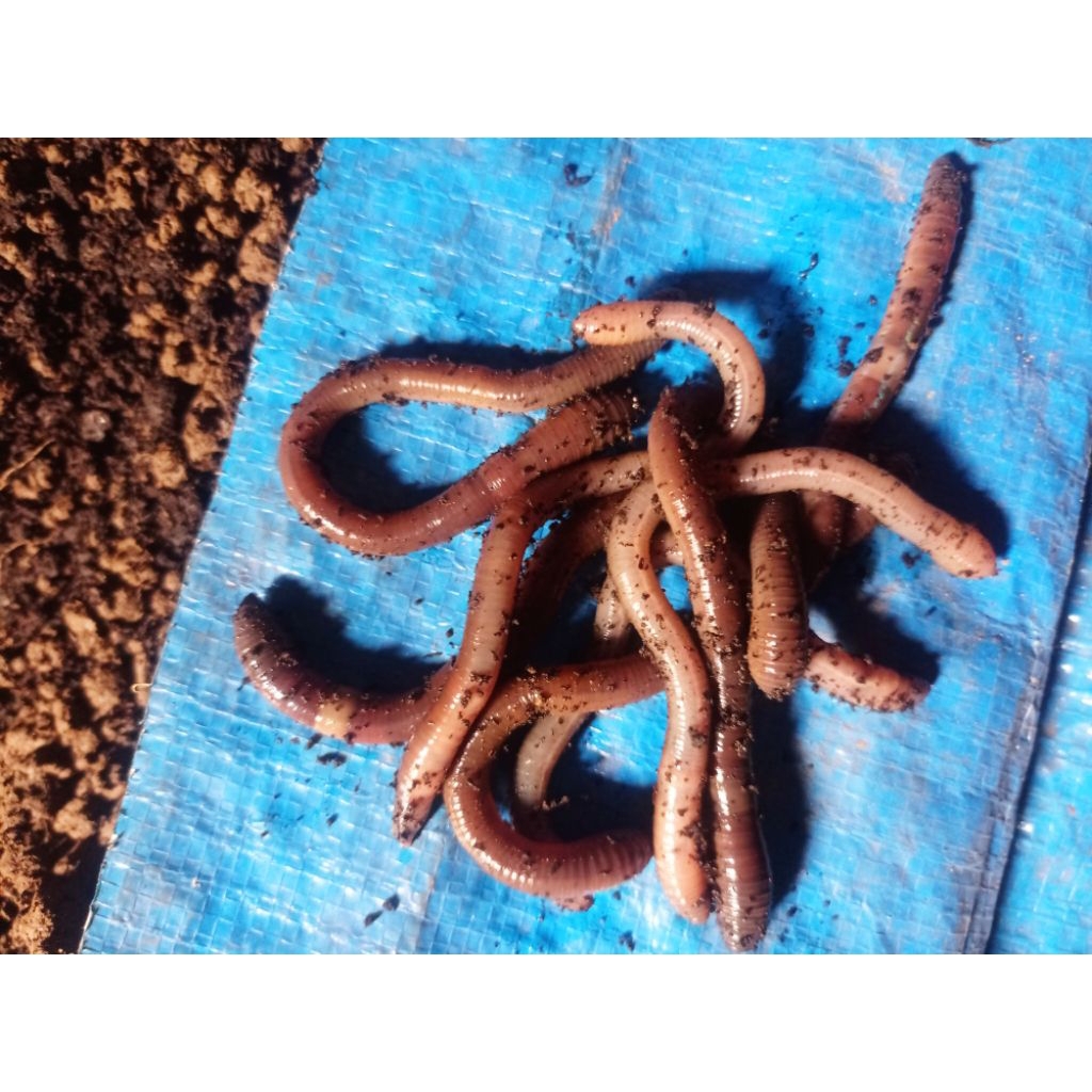 cacing kalung/cacing tanah/ cacing anakonda/ umpan mancing/ pakan burung/cacing darah/ cacing balap/