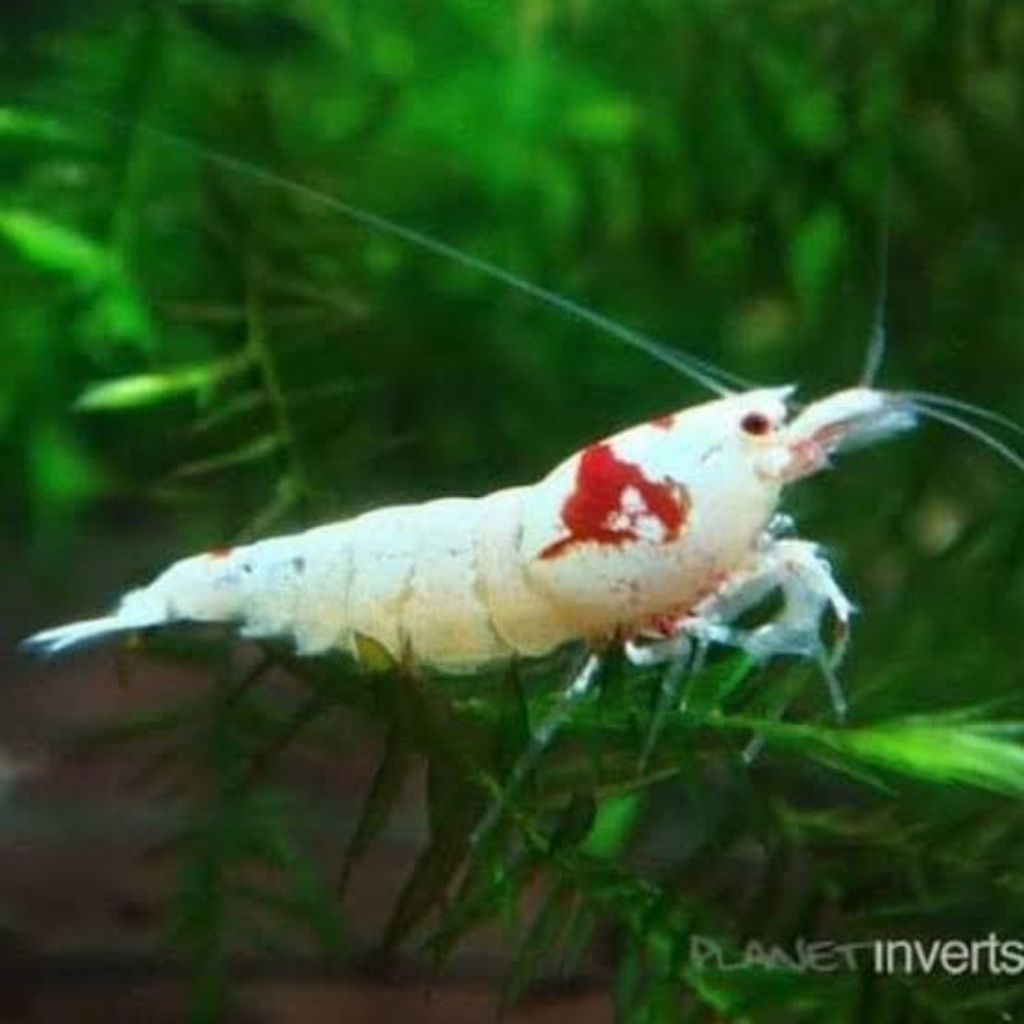 hiasan aquarium Read Hinomaru jenis caridina udang hias aQuascape