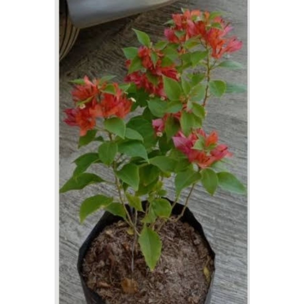 Bugenvil ekor musang merah