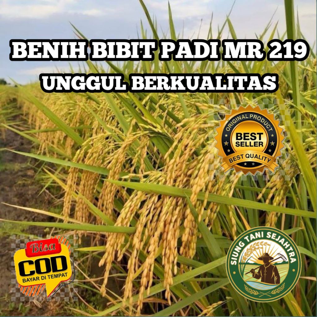 (5KG) BENIH BIBIT PADI MR 219 UNGGUL BERKUALITAS