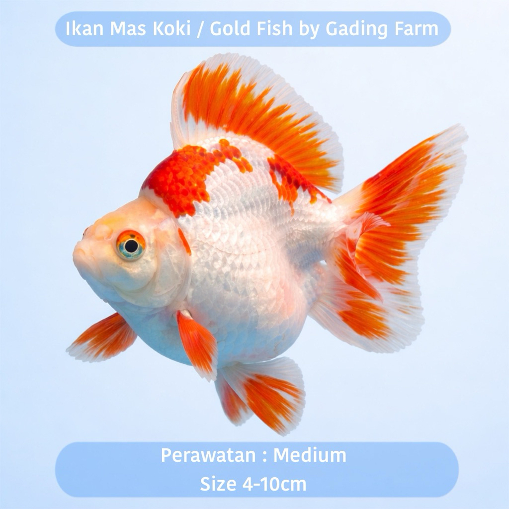 GADING FARM - IKAN MAS KOKI RYUKIN 4-10cm - IKAN HIAS GOLDFISH - IKAN HIAS AIR TAWAR - IKAN PELIHARA
