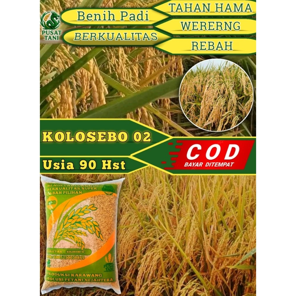 Benih Padi KOLOSEBO 02 Original Kemasan 1kg