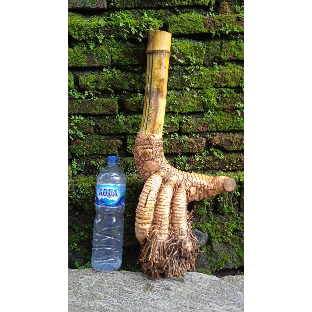 Bahan bonsai bambu kuning