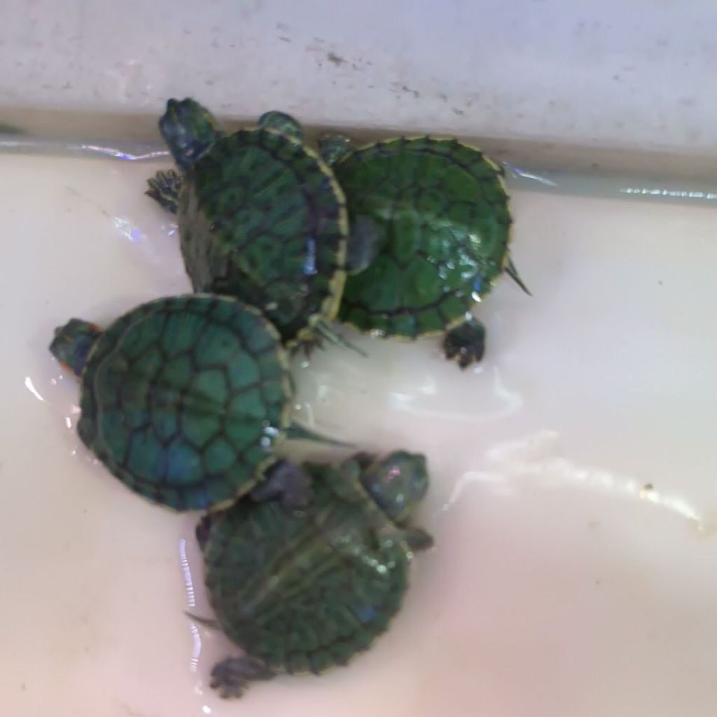 TURTLE KURA/PAKAN KURA / KURA BRAZIL KURA KURA BRAZIL HIDUP INSTAN/SAMEDAY SEHAT LINCAH SIAP KIRIM