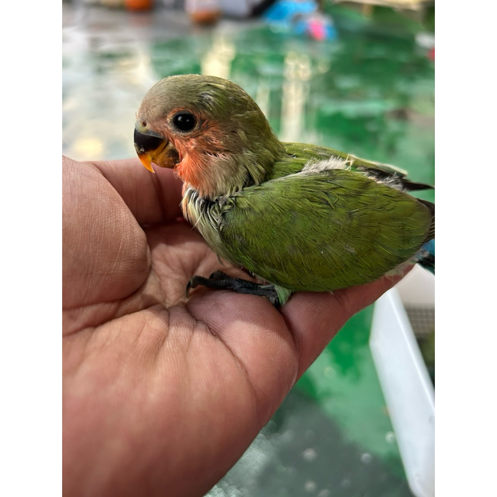 Lolohan-Lovebird-nonklep