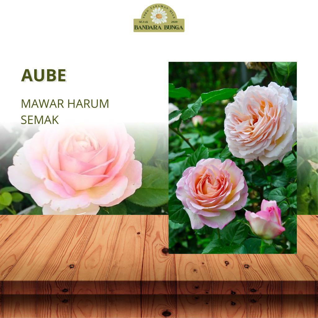 Tanaman Hidup Bunga Mawar Import AUBE- Mawar Wangi - Mawar hidup - Mawar rambat -Bunga mawar