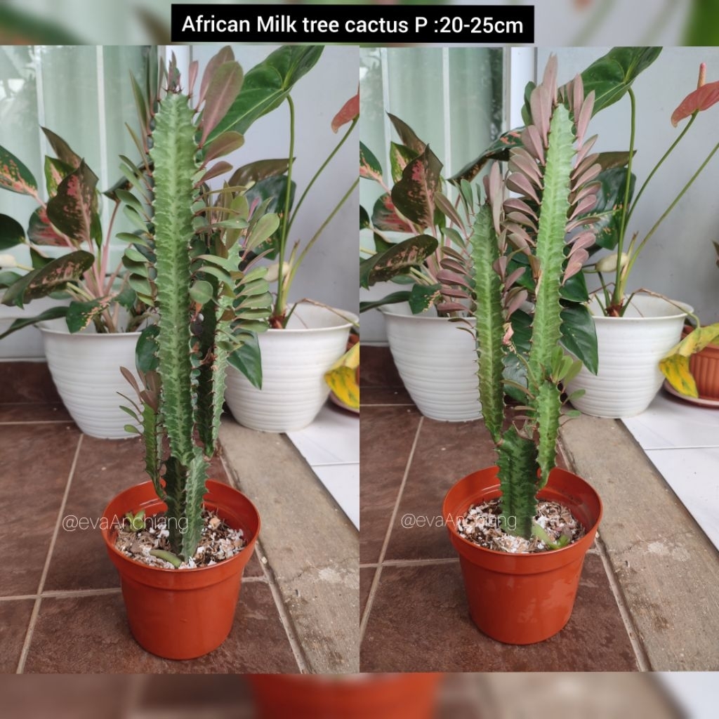 Kaktus African Milk Tree/Euphorbia trigona