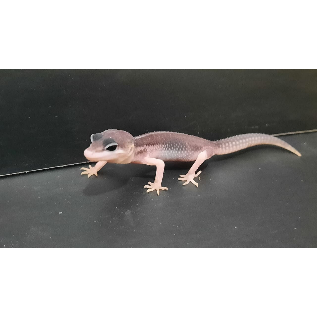MAINAN SUPER SNOW ECLIPSE GECKO LEOPARD