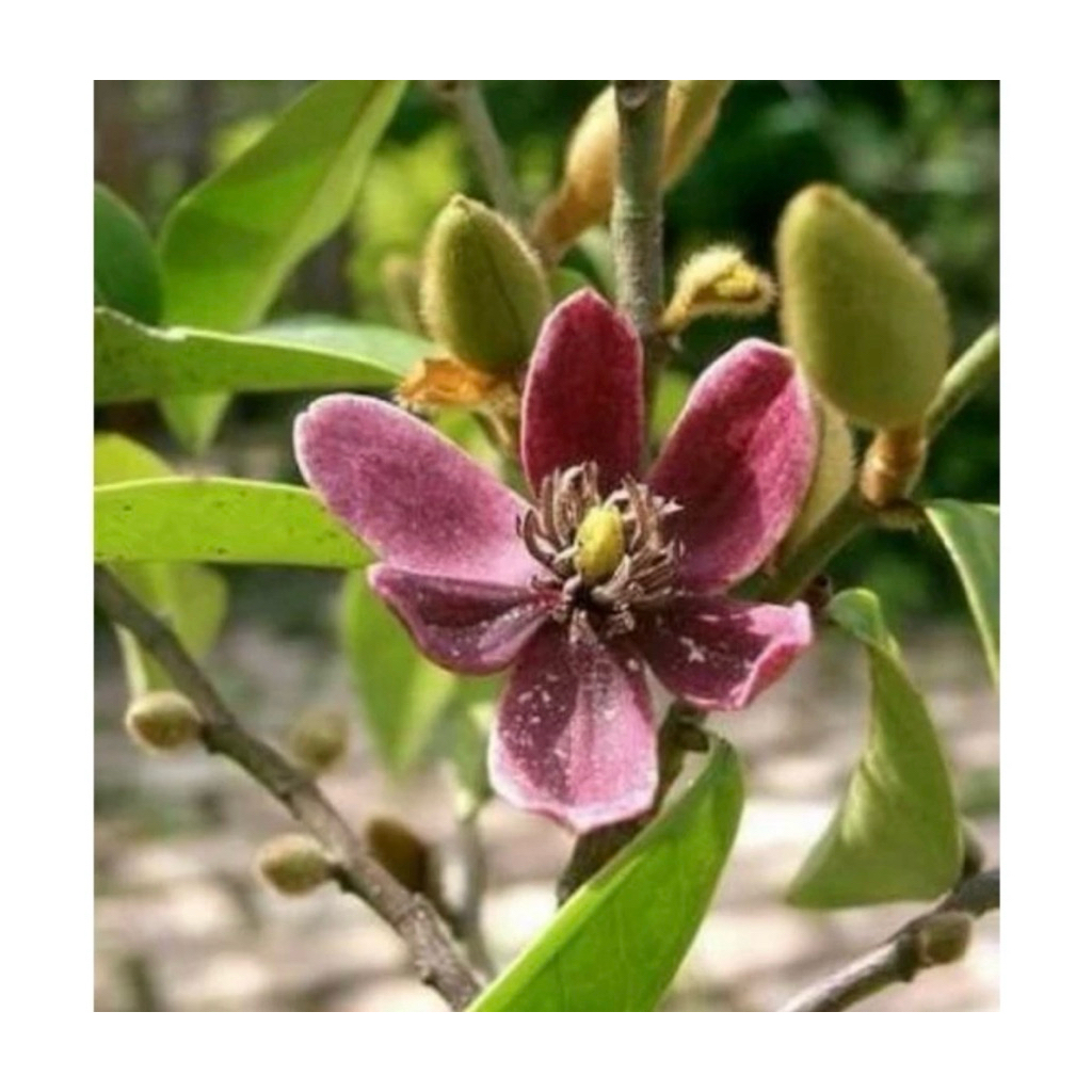 tanaman wangi cempaka mulya ungu