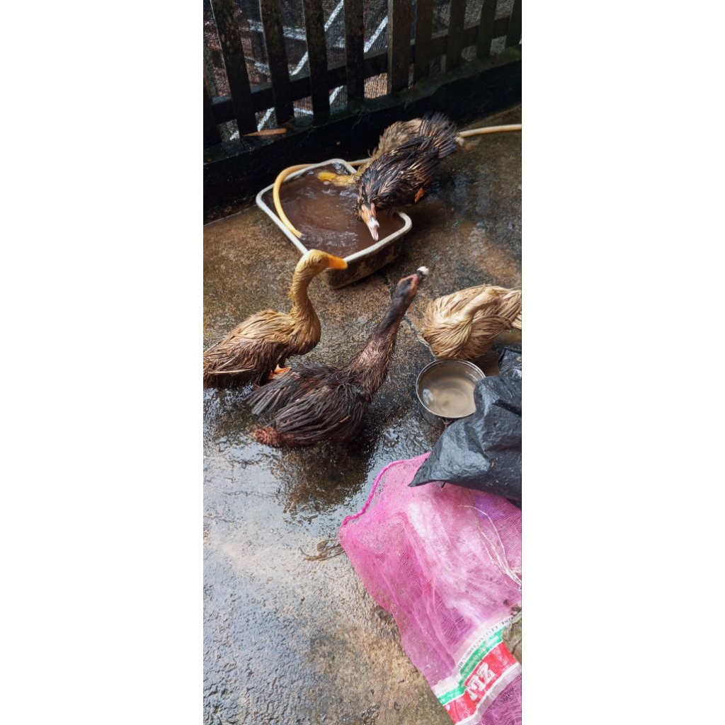 (instan) entok hidup dan bebek hidup usia remaja khusus balikpapan