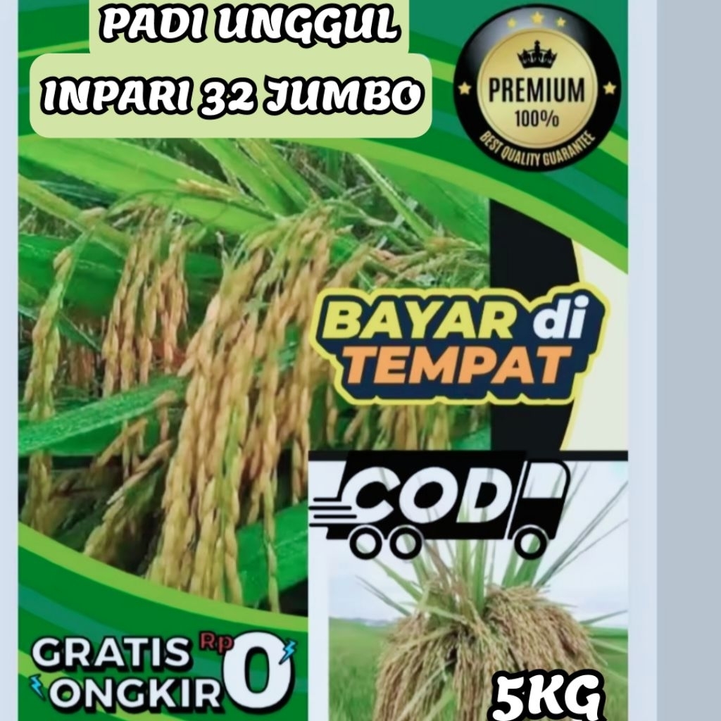 BENIH PADI INPARI 32 JUMBO BERKUALITAS UNGGUL KEMASAN 5KG