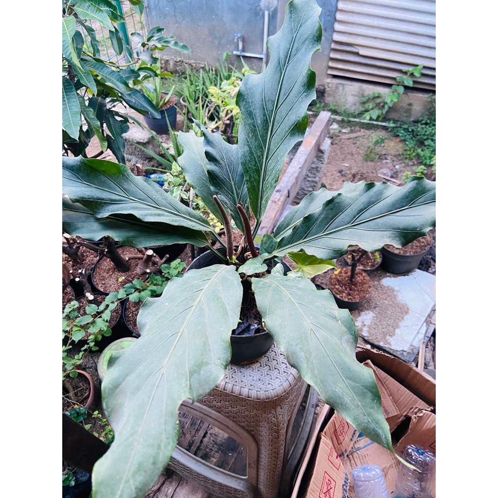 Anthurium gelombang cinta-JUMBO tanaman hias plus pot tahan lama free npk penyubur 2gr