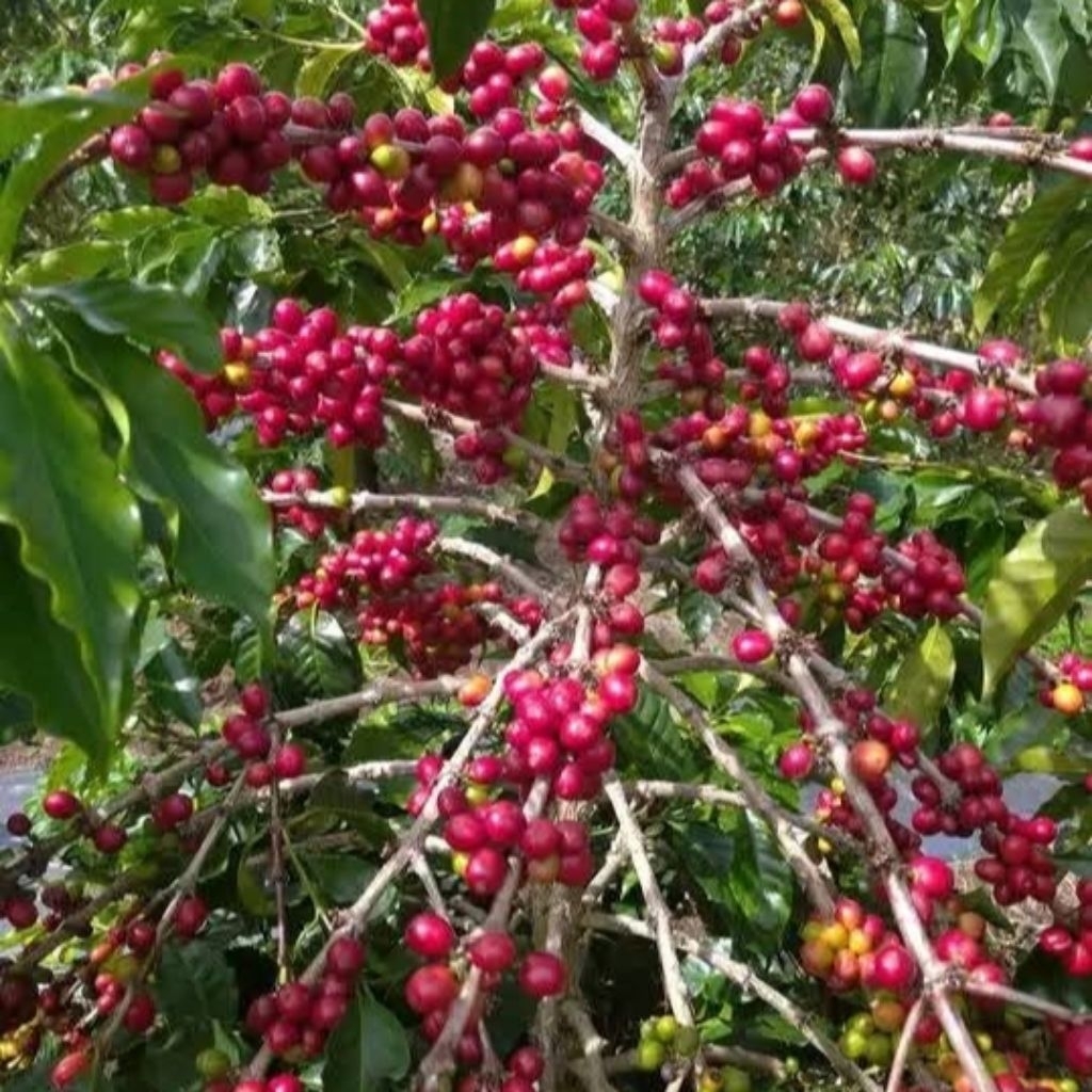 Buah Kopi Arabika Lintong 500g - Biji Kopi Arabica