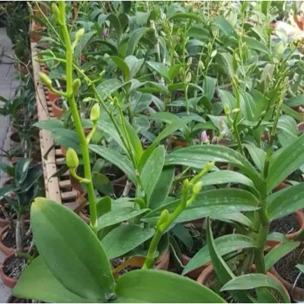 Paket murah 5 pohon anggrek dendrobium dewasa sudah berbunga/kenop - Anggrek  Dendrobium  Dewasa