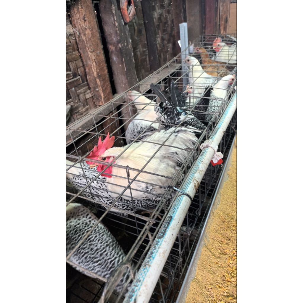 paketan ayam arab 1 pejantan 4 betina