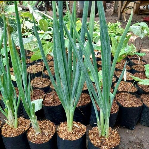 Bibit Daun Bawang Hidup Siap Tanam Bibit Daun Bawang Sayur
