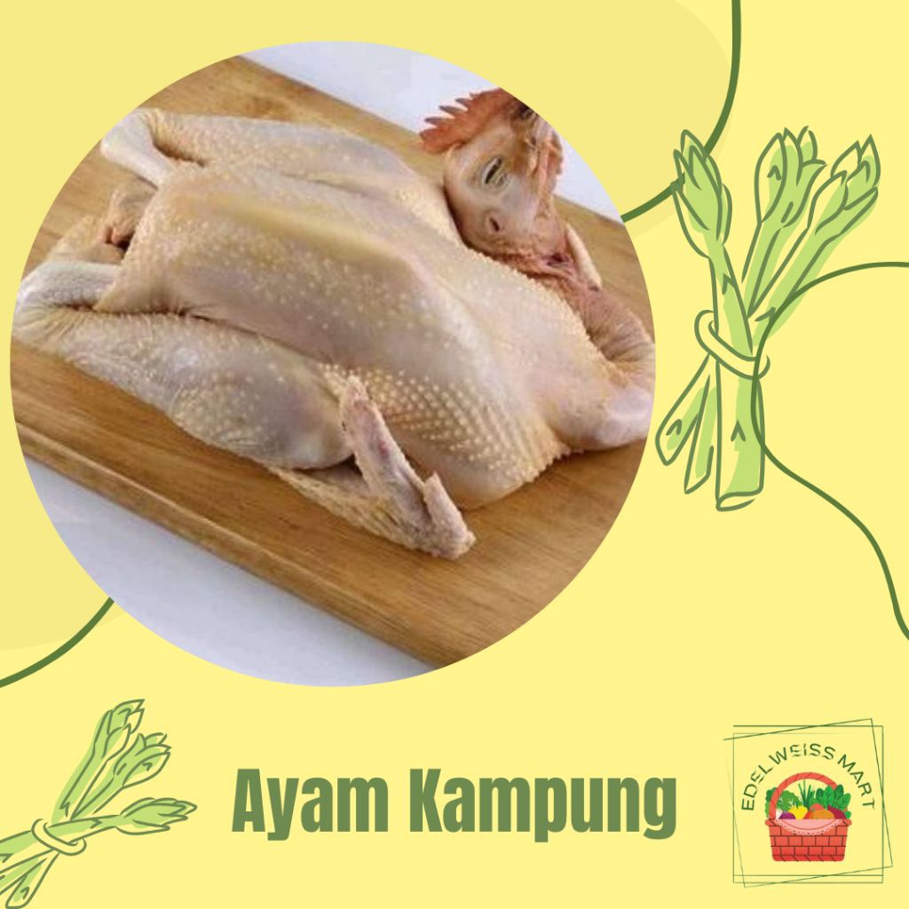 AYAM KAMPUNG UTUH(JANTAN/BETINA) FRESH  INSTAN SEMARANG