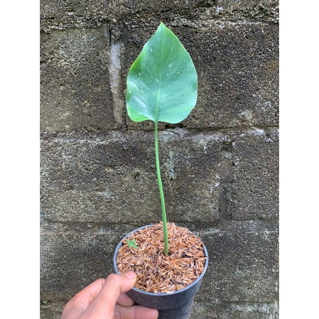 Tanaman Hias Philodendron Monthai Varigata / Tanaman Hias Philodendron Monthai Varigata