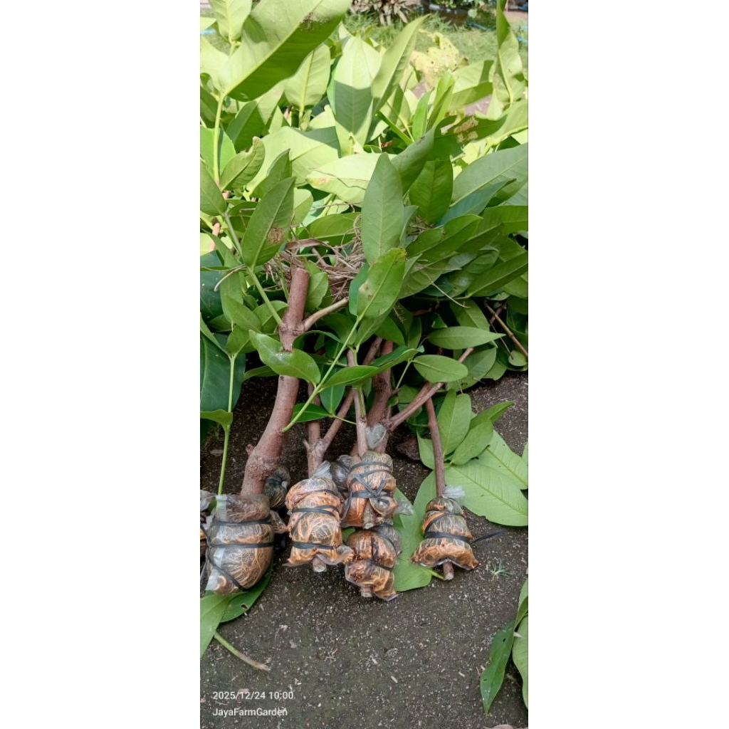 Jambu madu Deli cangkok