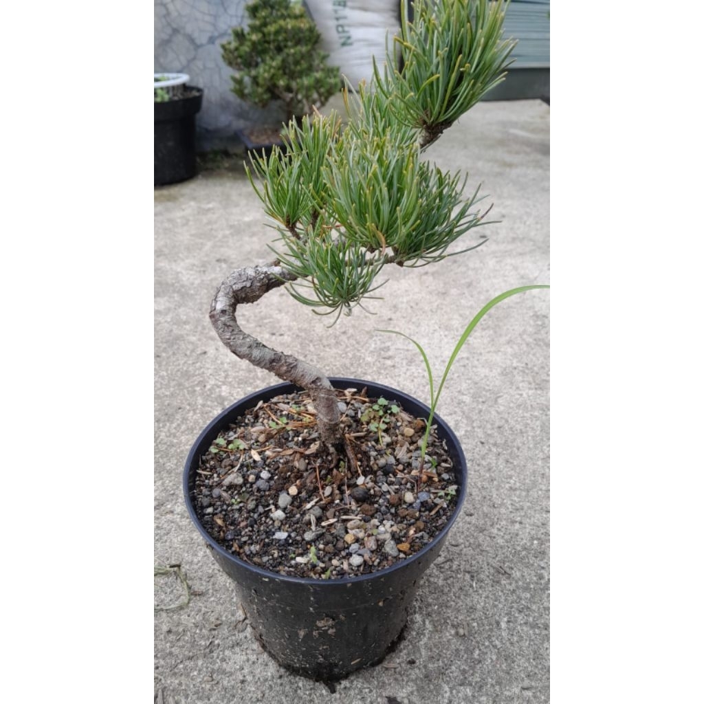 Bahan Bonsai Japanese White Pine/ Pinus Parviflora/ Pinus Jepang Goyomatsu
