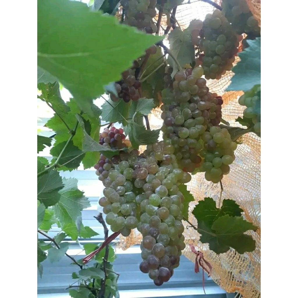 COD stek cutting batang tua anggur import berbagai vafian jupiter akademik julian transfigurasi boik