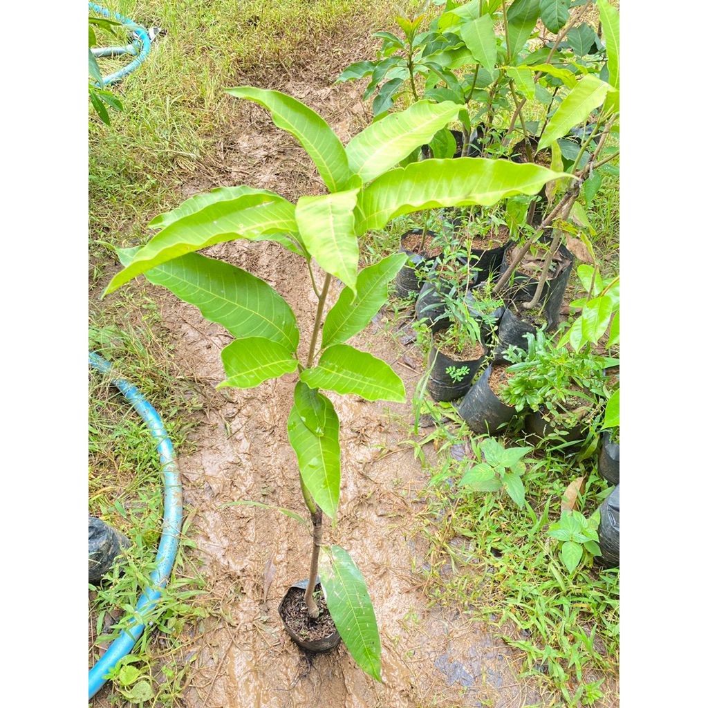 Bibit Tanaman Mangga Kiojay Ungul Pohon Mangga Kiojay Jumbo mangga agrimania