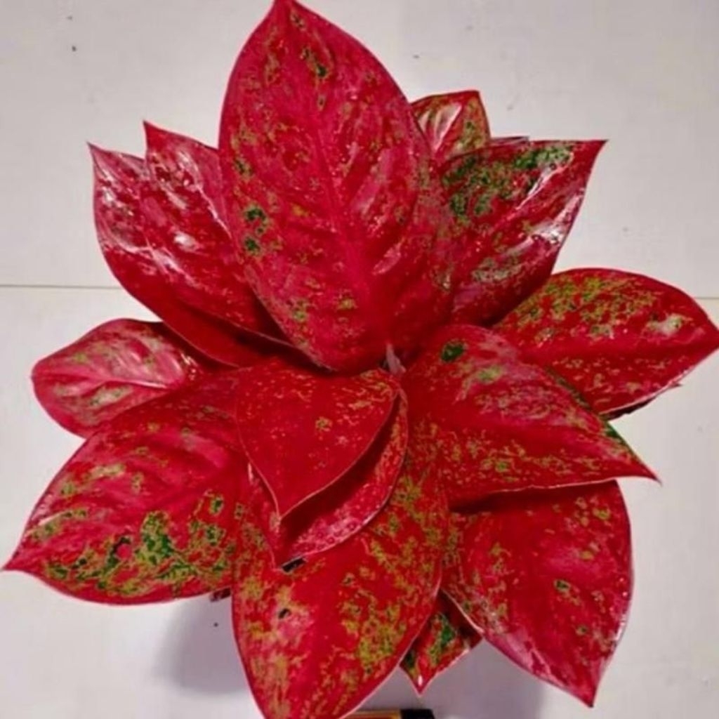 Tanaman Hias Bibit Aglaonema Red Stardas