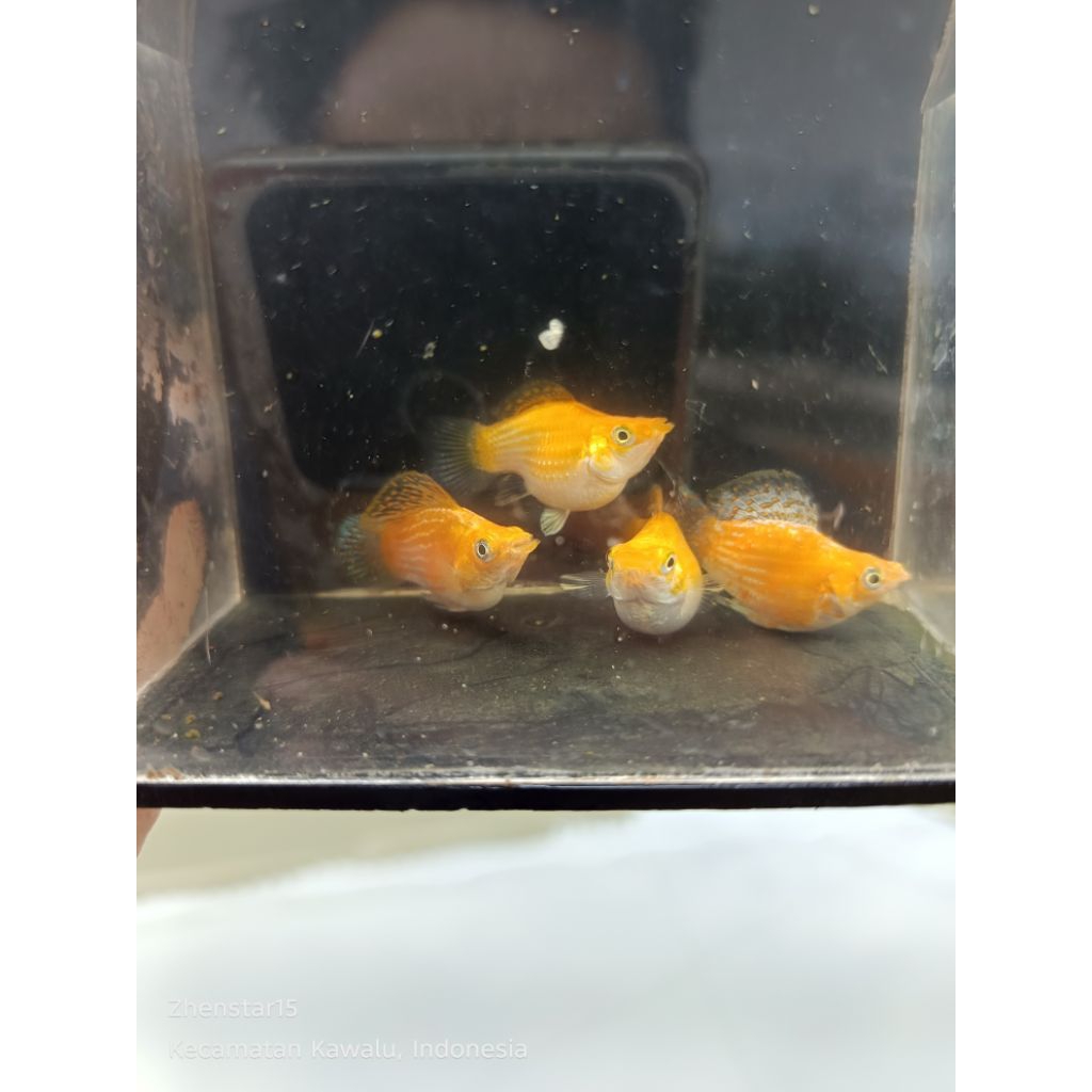 sepasang indukan molly balon thailand